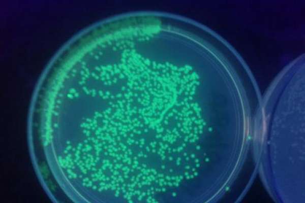 Bacterial transformation a glowing&nbsp;success!