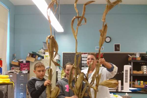 Corn connections between&nbsp;classrooms