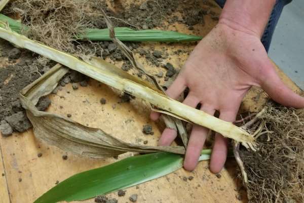 Getting to know corn inside and&nbsp;out