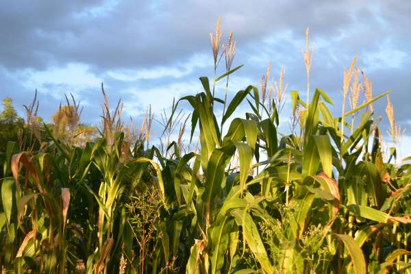 The sale of Ohio corn supports 71,328&nbsp;jobs
